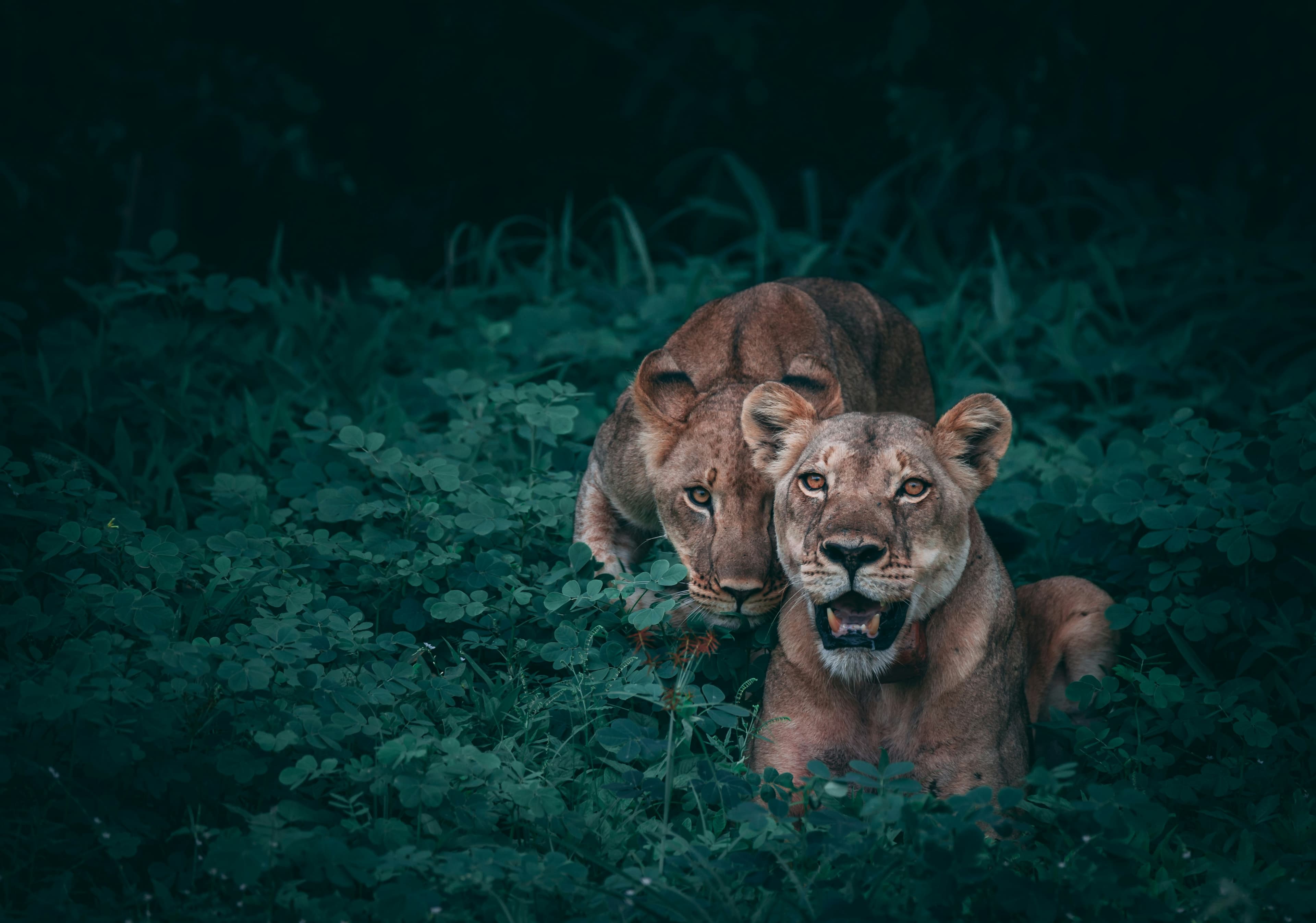 Bwindi Impenetrable Forest, Uganda — Gorilla Trekking
