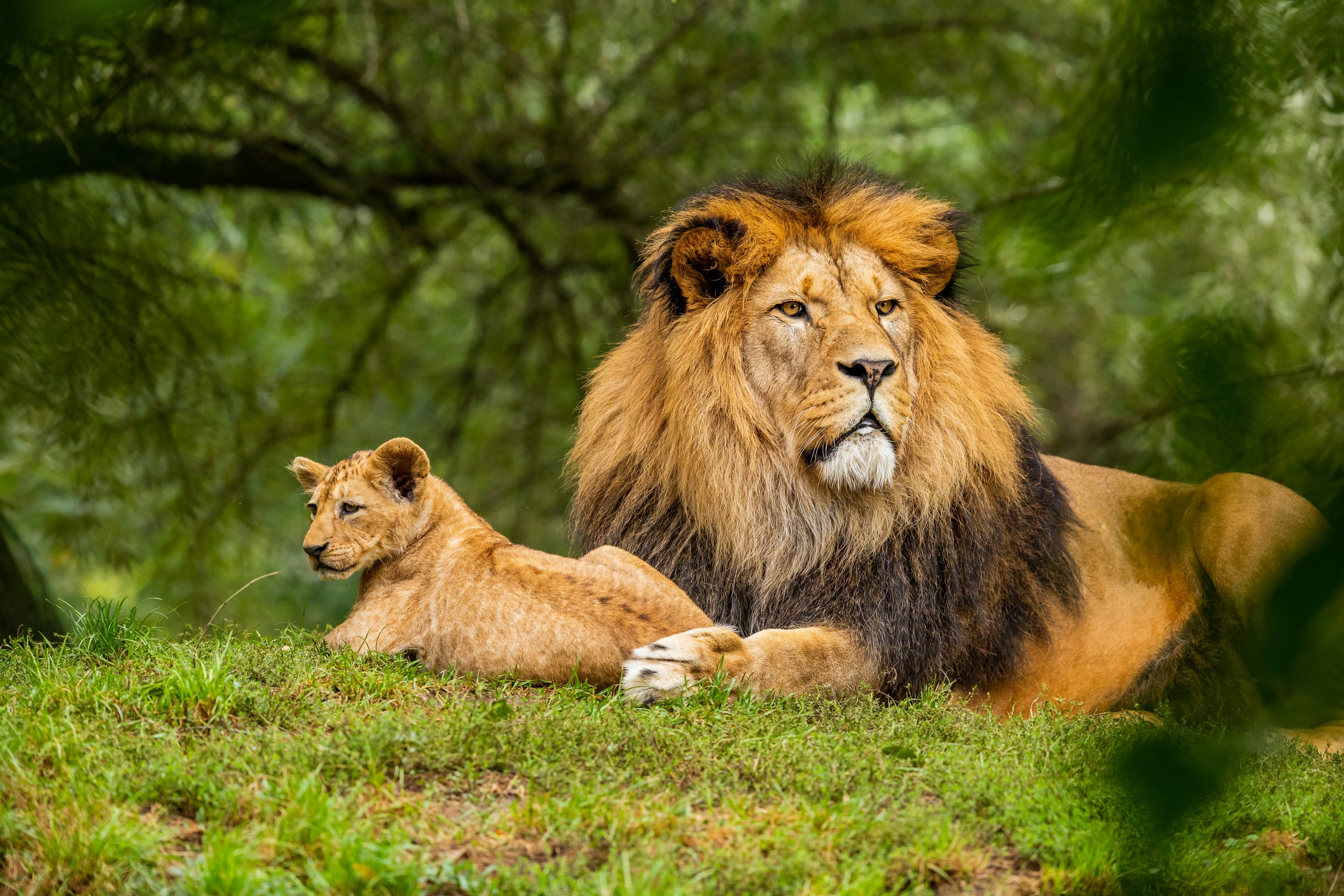 Maasai Mara Reserve, Kenya
